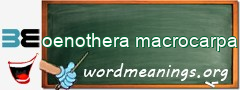 WordMeaning blackboard for oenothera macrocarpa